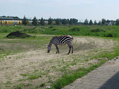 Last year artist Frank Koolen filmed a nature documentary at SITE2F7 including a zebra, crocodile and giraffe.